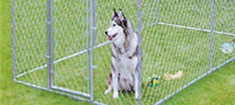 Dog Runs & Fences